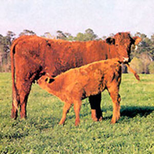 Ancient Breed Makes Great Homestead Cow Image